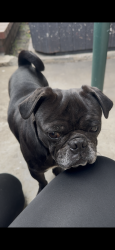 Lost Male Dog last seen Rosecrans , Compton, CA 90220