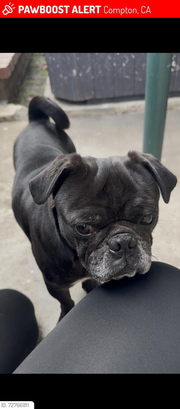 Lost Male Dog last seen Rosecrans , Compton, CA 90220