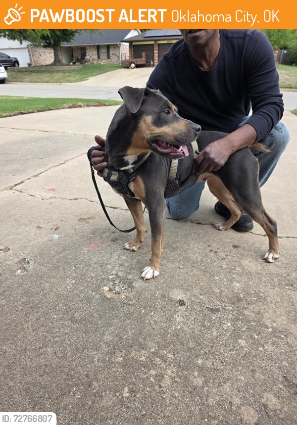 Found/Stray Female Dog last seen County Line rd , Oklahoma City, OK 73132