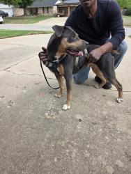 Found/Stray Female Dog last seen County Line rd , Oklahoma City, OK 73132