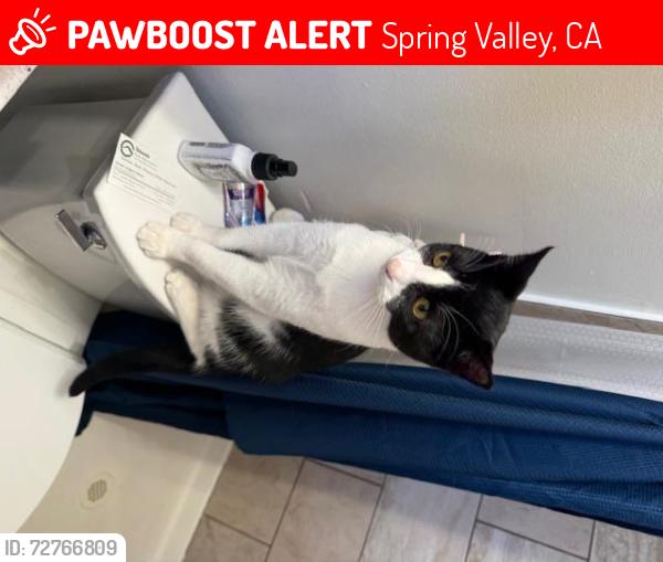 Lost Male Cat last seen lakeview and kempton, Spring Valley, CA 91977