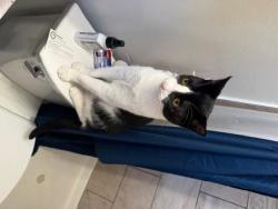 Lost Male Cat last seen lakeview and kempton, Spring Valley, CA 91977