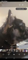 Lost Female Dog last seen Mock Road, Columbus, OH 43219