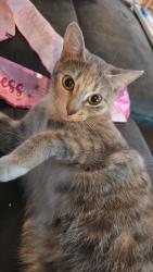 Lost Female Cat last seen S 35th and College Ave , Franklin, WI 53221