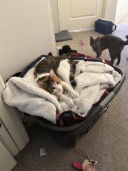 Lost Female Cat last seen Pecos & Gilbert Rd, Chandler, AZ 85286