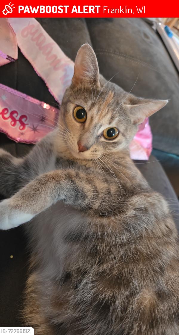 Lost Female Cat last seen S 35th and College Ave , Franklin, WI 53221