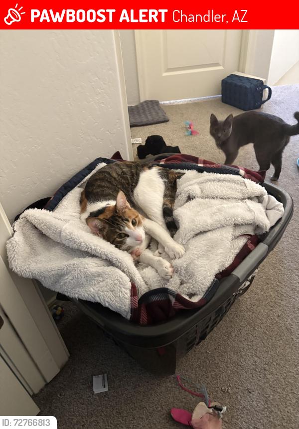 Lost Female Cat last seen Pecos & Gilbert Rd, Chandler, AZ 85286