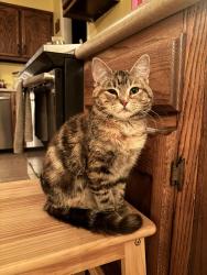 Lost Female Cat last seen Craft Rd/Pleasant Hill Rd/College Rd/Church Rd/Sandidge Rd/Bethel Rd, Olive Branch, MS 38654