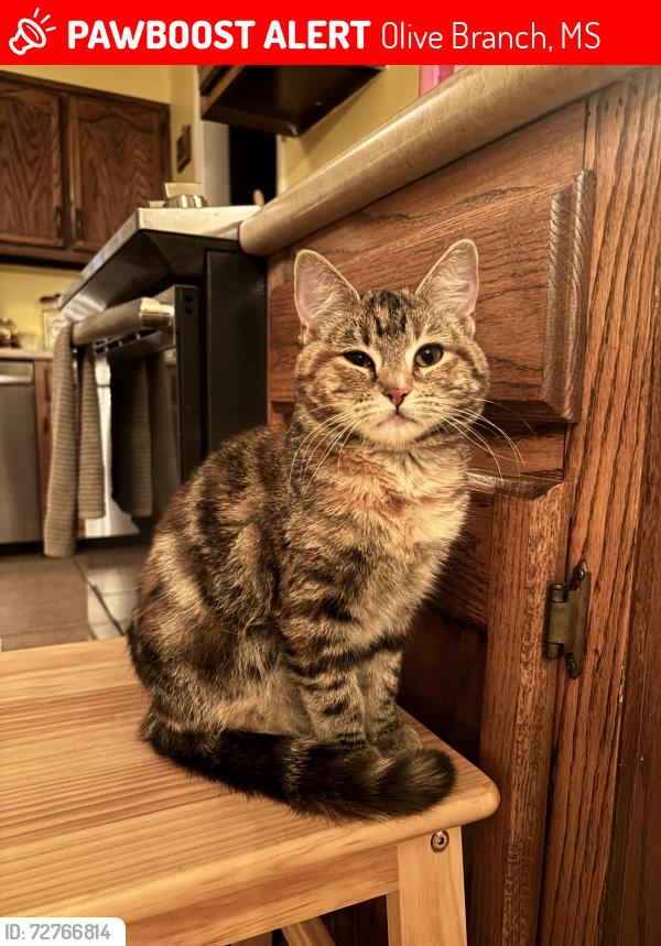 Lost Female Cat last seen Craft Rd/Pleasant Hill Rd/College Rd/Church Rd/Sandidge Rd/Bethel Rd, Olive Branch, MS 38654