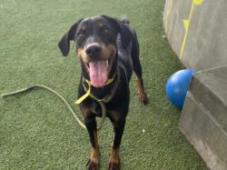 Shelter Stray Female Dog last seen , Los Angeles, CA 91405