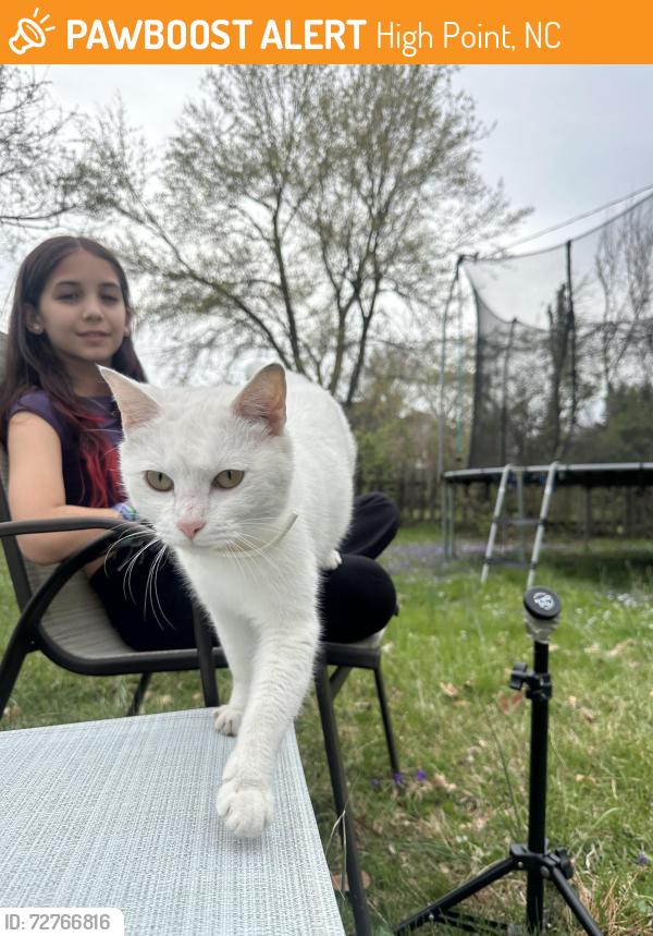Found/Stray Female Cat last seen Gatewood Ave, High Point, NC, High Point, NC 27262