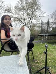 Found/Stray Female Cat last seen Gatewood Ave, High Point, NC, High Point, NC 27262