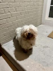 Found/Stray Female Dog last seen Near S Havana St Aurora, CO  80012 United States, Aurora, CO 80012