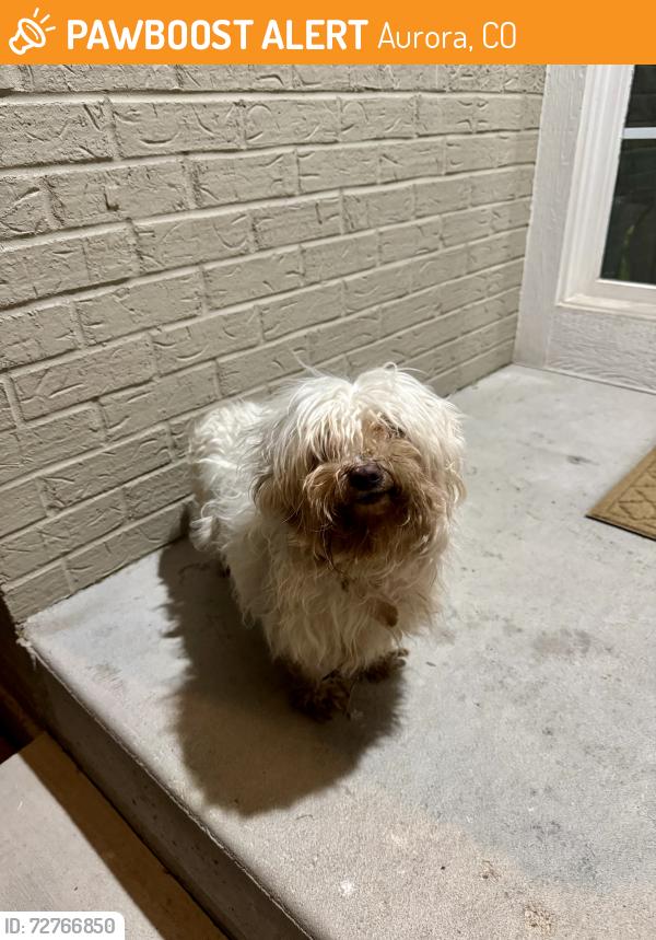 Found/Stray Female Dog last seen Near S Havana St Aurora, CO  80012 United States, Aurora, CO 80012