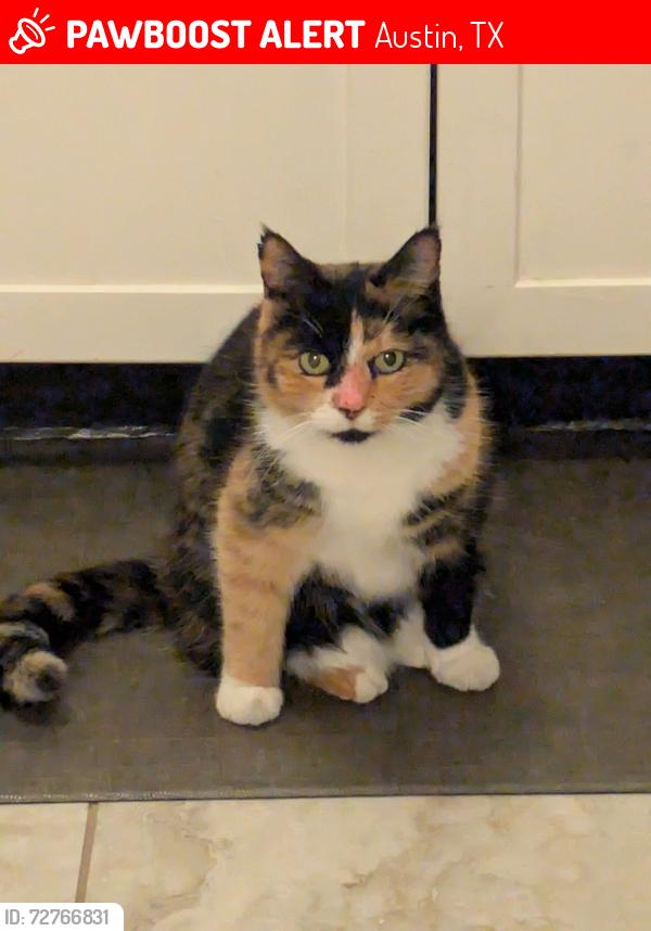 Lost Female Cat last seen Fort View Rd, Austin, TX 78704