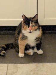 Lost Female Cat last seen Fort View Rd, Austin, TX 78704