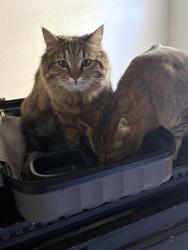 Lost Female Cat last seen Marshal sharp , Lubbock, TX 79416