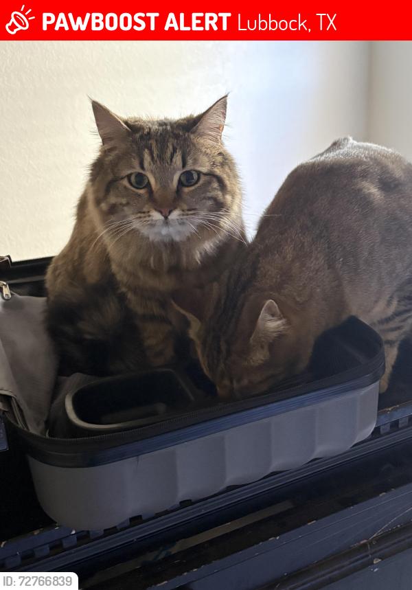 Lost Female Cat last seen Marshal sharp , Lubbock, TX 79416