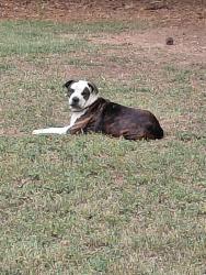 Found/Stray Male Dog last seen Across from St Paul Methodist Church Jones Mill Rd Whitesburg GA, Whitesburg, GA 30185