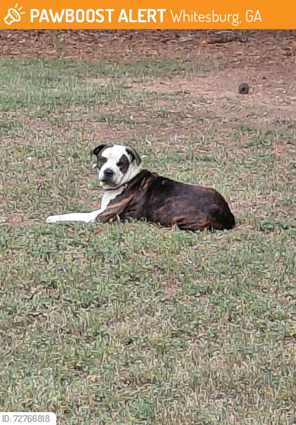 Found/Stray Male Dog last seen Across from St Paul Methodist Church Jones Mill Rd Whitesburg GA, Whitesburg, GA 30185