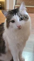 Lost Male Cat last seen Near Thompson Elementary and Spanaway Lake High, Tacoma, WA 98445