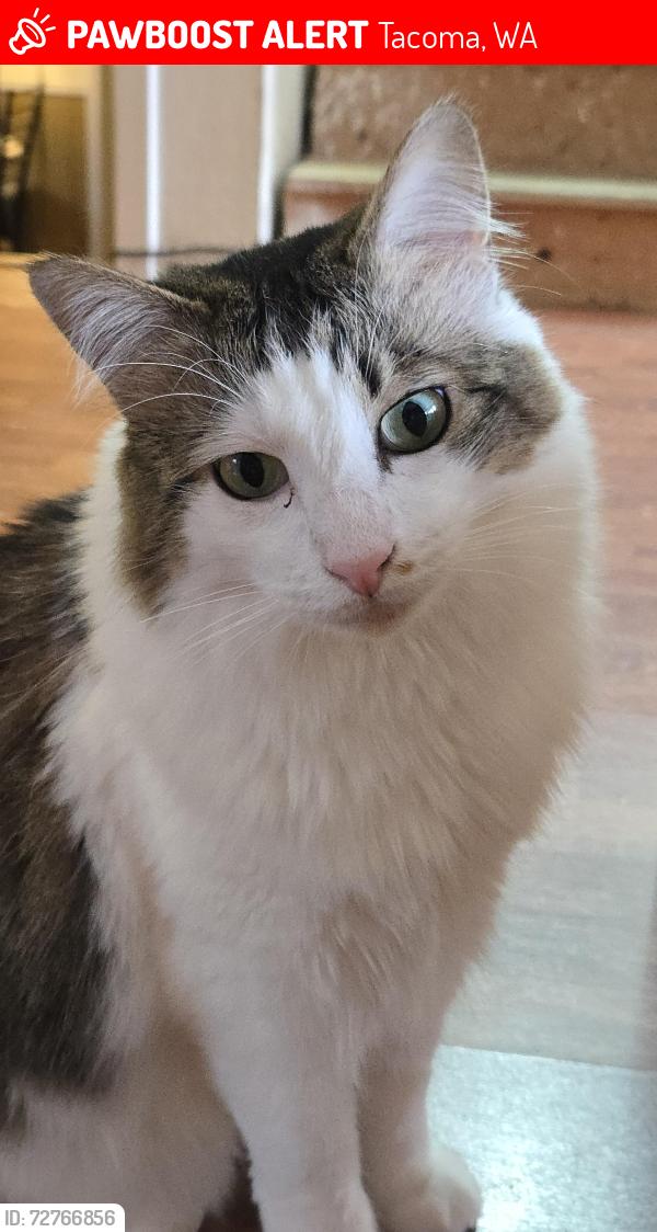 Lost Male Cat last seen Near Thompson Elementary and Spanaway Lake High, Tacoma, WA 98445