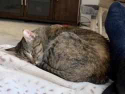 Reunited Female Cat last seen Chittam Dr & Fountain Park Dr, Euless, TX 76039