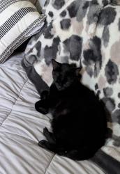 Lost Male Cat last seen Portage Trail , Melbourne, FL 32940