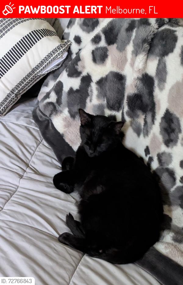 Lost Male Cat last seen Portage Trail , Melbourne, FL 32940