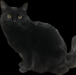Lost Female Cat last seen Doubletree and tatum, Paradise Valley, AZ 85253