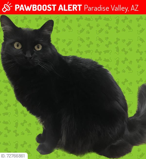 Lost Female Cat last seen Doubletree and tatum, Paradise Valley, AZ 85253