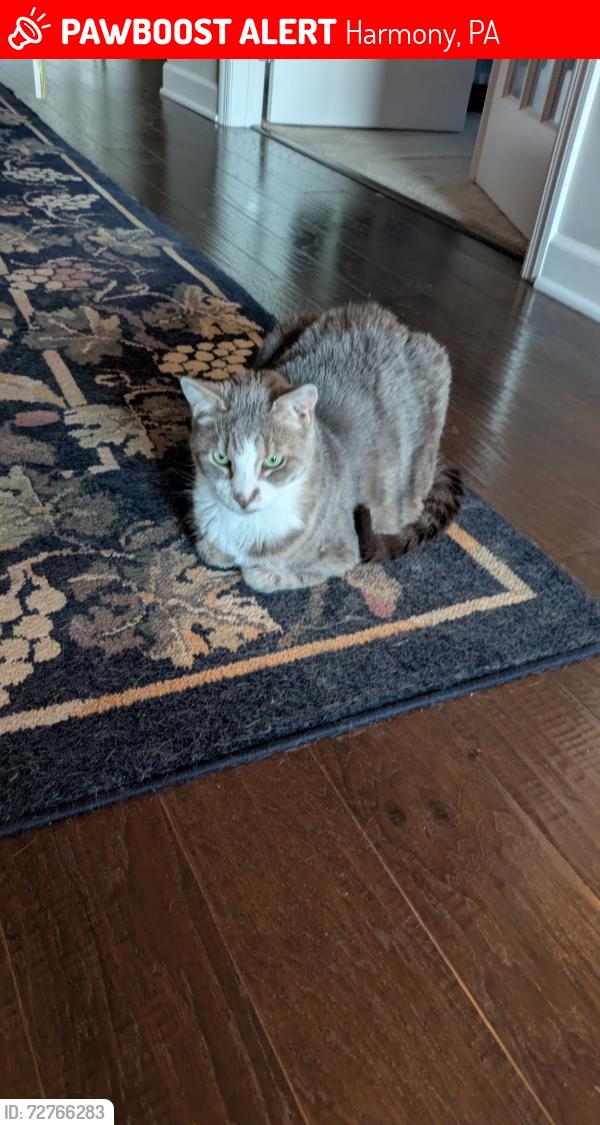 Lost Male Cat last seen Route 19 by log cabin inn, Harmony, PA 16037
