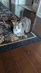 Lost Male Cat last seen Route 19 by log cabin inn, Harmony, PA 16037