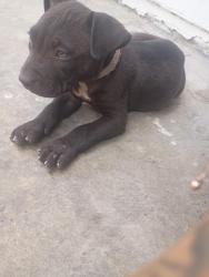 Lost Male Dog last seen On Garvey and orange in front of club21, Monterey Park, CA 91755
