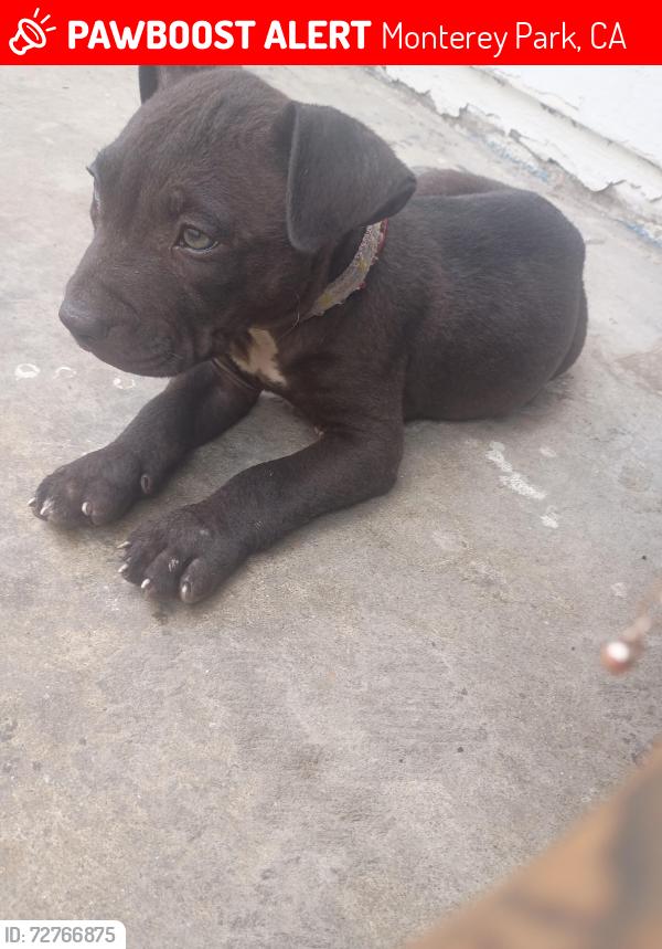 Lost Male Dog last seen On Garvey and orange in front of club21, Monterey Park, CA 91755