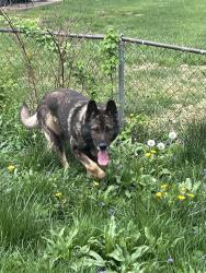 Found/Stray Male Dog last seen Schwier Dr & Overlook Ct, Indianapolis, IN 46229