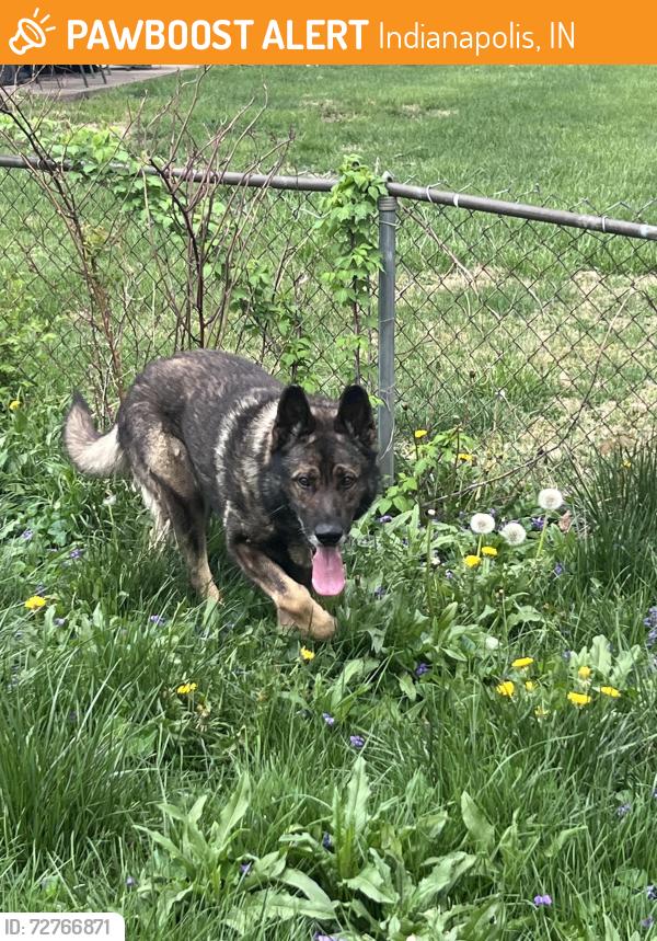 Found/Stray Male Dog last seen Schwier Dr & Overlook Ct, Indianapolis, IN 46229