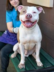 Shelter Stray Male Dog last seen Near Embarcadero Dr Lithonia, 30058, 30058, GA, Atlanta, GA 30341