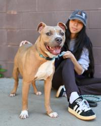 Shelter Stray Male Dog last seen Near RYAN PLACE Stone Mountain, 30087, 30087, GA, Atlanta, GA 30341