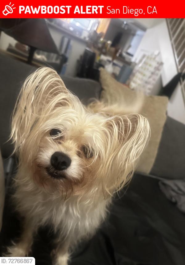 Lost Female Dog last seen Friars Road/Rancho Mission Road/San Diego Mission Road, San Diego, CA 92108