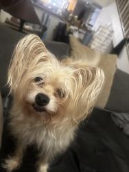 Lost Female Dog last seen Friars Road/Rancho Mission Road/San Diego Mission Road, San Diego, CA 92108