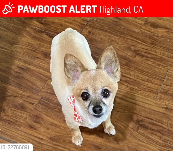 Lost Female Dog last seen Atlantic and Rainbow, Highland, CA 92346