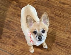 Lost Female Dog last seen Atlantic and Rainbow, Highland, CA 92346