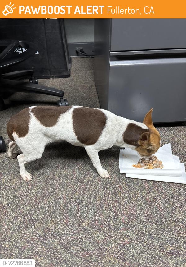 Found/Stray Female Dog last seen Lambert & Euclid, Fullerton, CA 92832