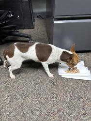 Found/Stray Female Dog last seen Lambert & Euclid, Fullerton, CA 92832