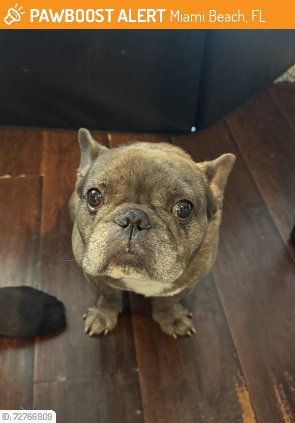 Found/Stray Male Dog last seen North beach park, Miami Beach, FL 33141