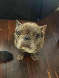 Found/Stray Male Dog last seen North beach park, Miami Beach, FL 33141