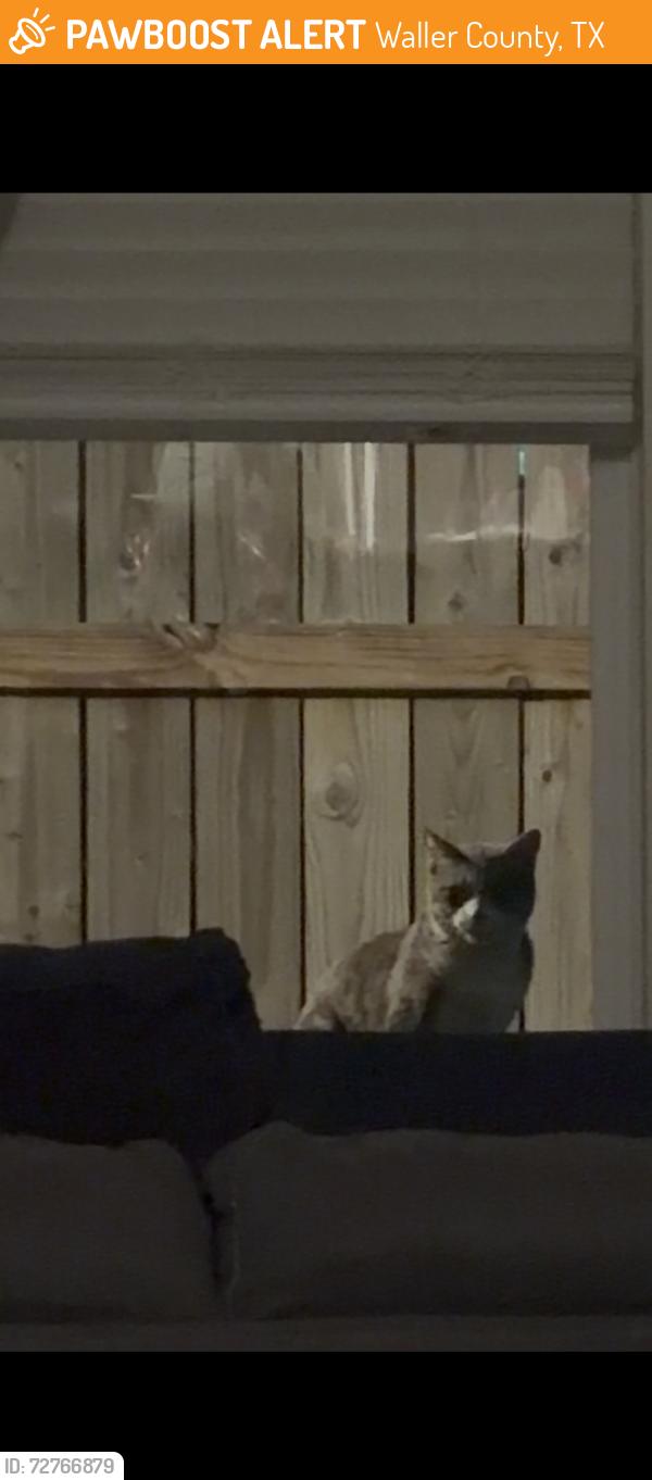 Found/Stray Unknown Cat last seen SunTerra, Katy , Waller County, TX 77493