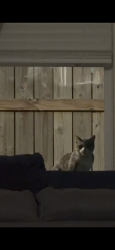 Found/Stray Unknown Cat last seen SunTerra, Katy , Waller County, TX 77493