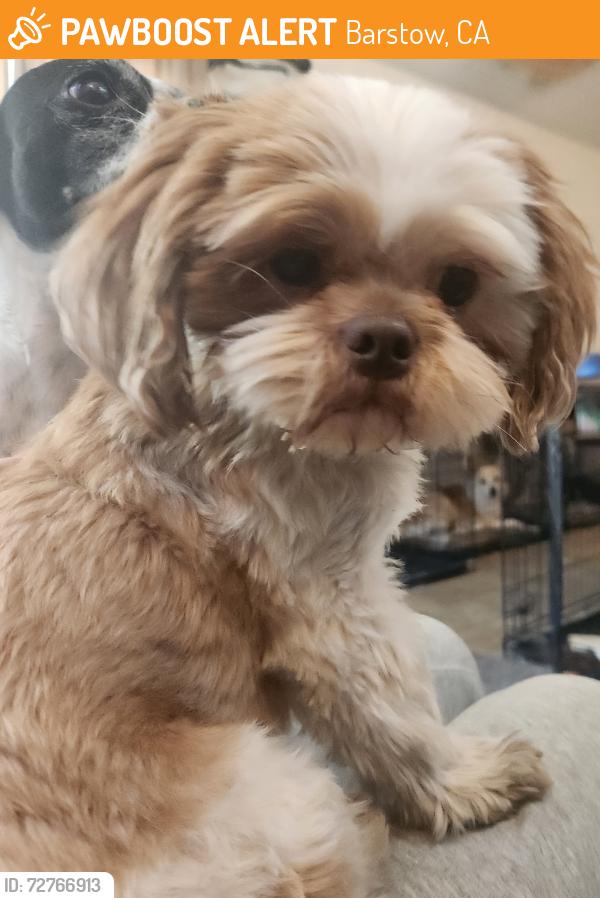 Found/Stray Male Dog last seen Main street , Barstow, CA 92311